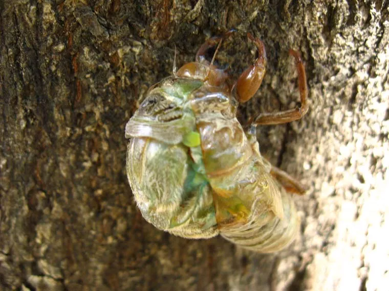 Costa Rica - Cicada Mania