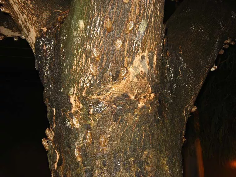 Cicada nymphs on a tree
