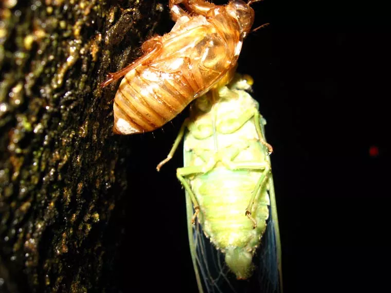 Molting Cicada Photo from Costa Rica