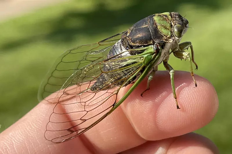 2024 Cicada Forecast Cicada Mania