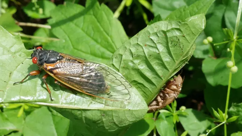 The Cicada Mania Blog: News, Findings, and Discoveries About Cicadas
