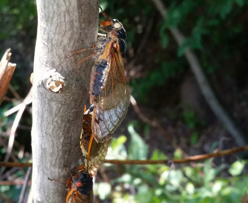Zombie Cicada – Not Really just dead