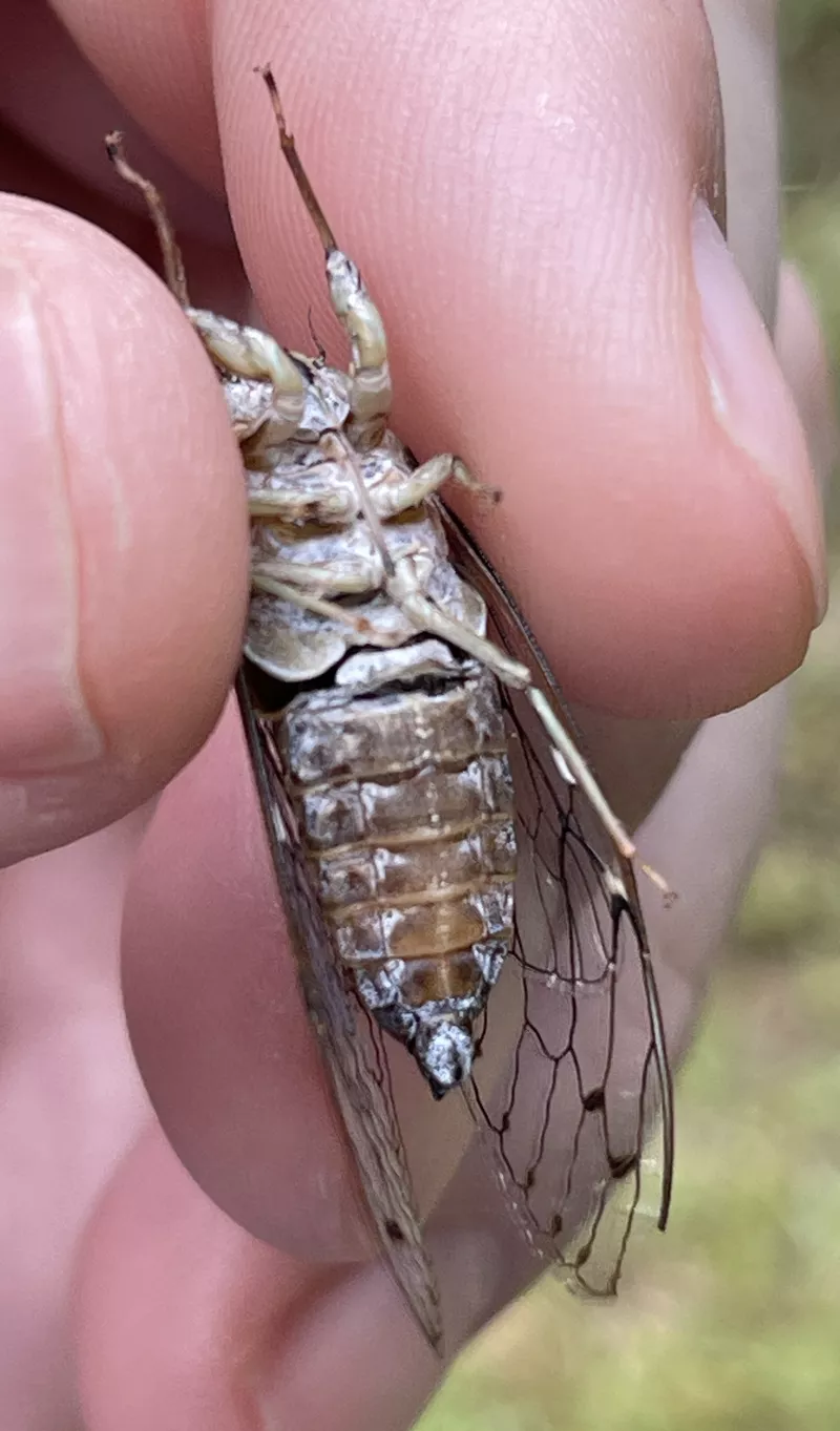 Neocicada hieroglyphica male adult and shed skins – Cicada Mania