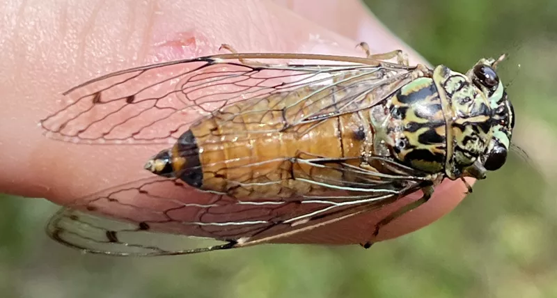 Neocicada hieroglyphica dorsal view