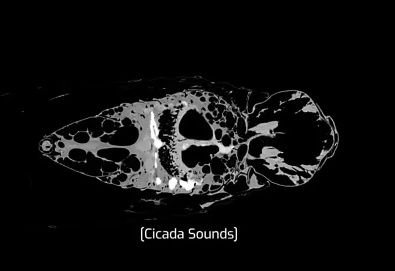 CT Scan of a Cicada Insect