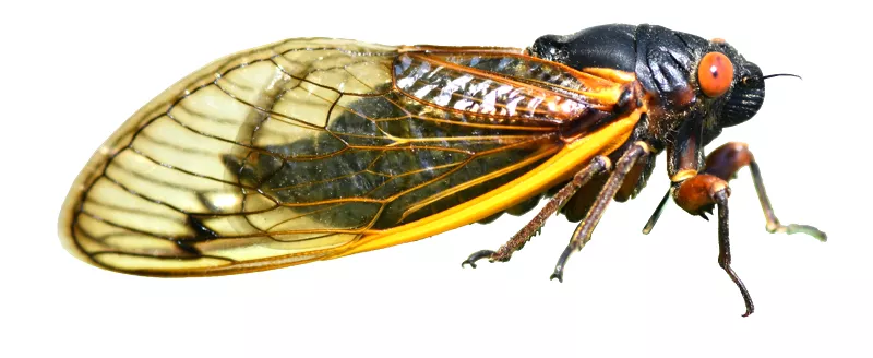 The cicada emergence is over. Now what? – Cicada Mania