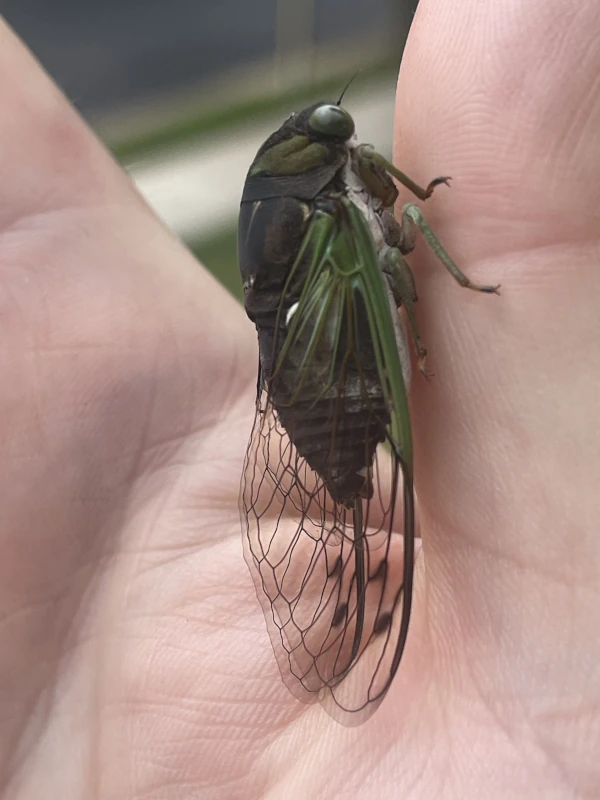 Adult Neotibicen tibicen 2024