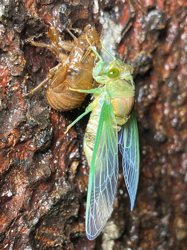 Molting Neotibicen tibicen 2 2024