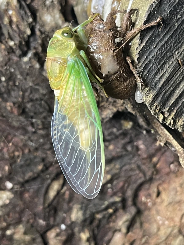 Molting Neotibicen tibicen 2024