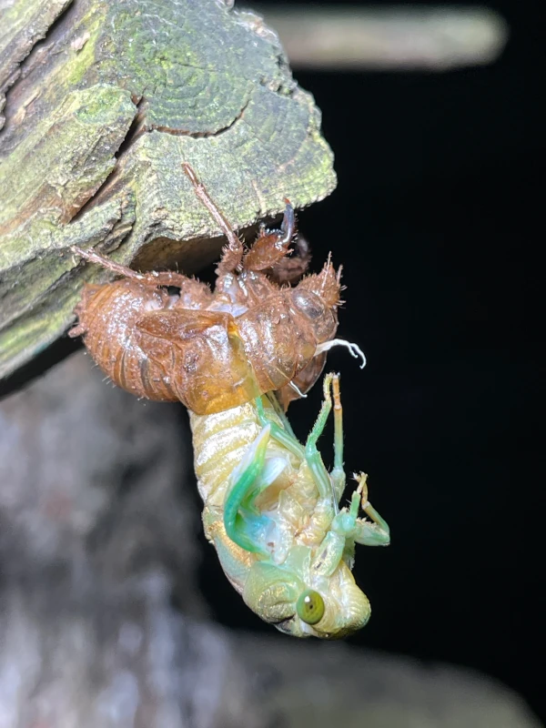 Molting Neotibicen tibicen 3 2024