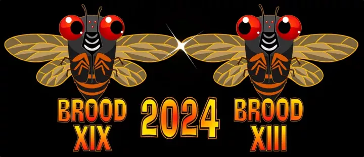 BROOD XIX AND BROOD XIII 2024